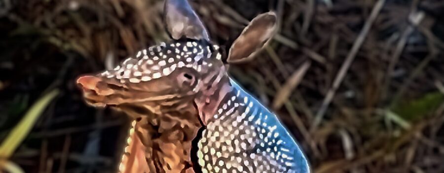 An armadillo sniffs the air before stepping out into a clearing in the woods.