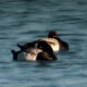 It was Very Exciting to See These Lesser Scaups
