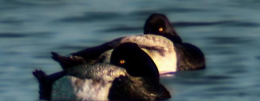 A pair of male lesser scaups float and nap during a winter afternoon in Florida.