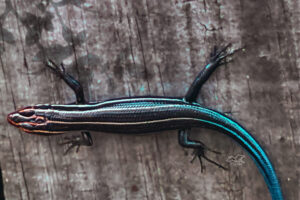 Five lined skinks are also called blue tailed skinks due to their bright blue tails.