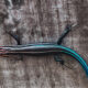 For this Colorful Little Skink, It’s All About the Tail