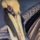 Brown Pelicans Can Be a Beautiful and Interesting Subjects