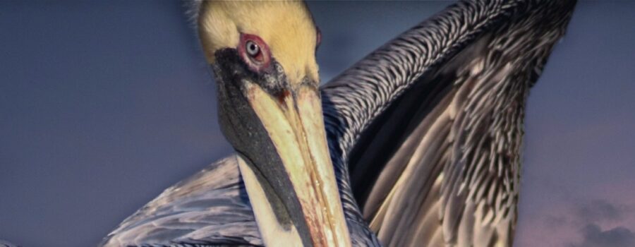 A male brown pelican clowns for the camera just before sunset.