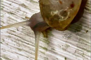 A hungry manatee tree snail eats algae off of a plastic gate.