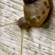 Interesting Little Manatee Tree Snails Devour Algae