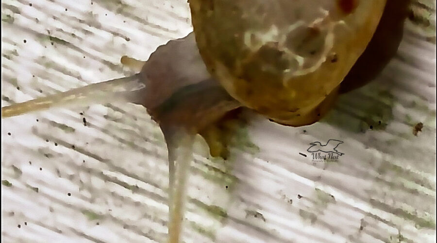 A hungry manatee tree snail eats algae off of a plastic gate.