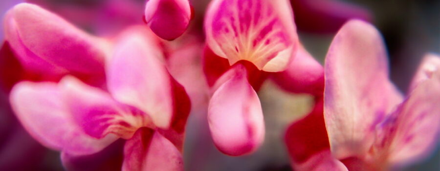 Redbuds are one of the very first trees to begin bloom in Florida in the spring.