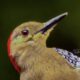 The Colorful Red Bellied Woodpeckers are Preparing for Spring