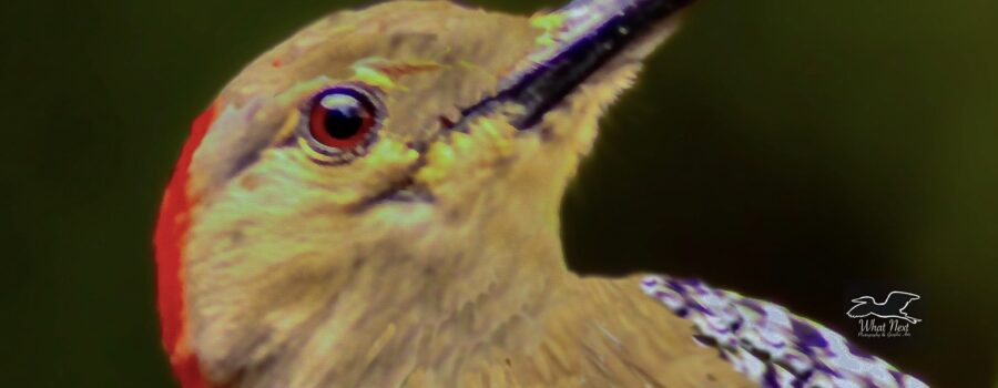 A red bellied woodpecker strikes a pose as it looks at the camera.