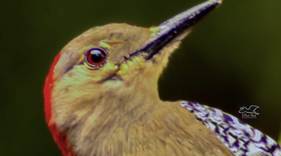 A red bellied woodpecker strikes a pose as it looks at the camera.