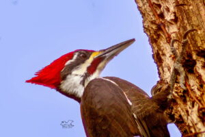 A Pileated woodpecker works at drilling holes in an old oak tree in the never ending search for insects to eat.