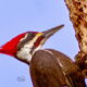 This Spring has Brought Plenty of Beautiful Woodpeckers