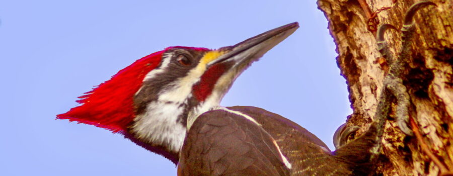 A Pileated woodpecker works at drilling holes in an old oak tree in the never ending search for insects to eat.