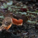 The Handsome Eastern Towhee has Attracted a Beautiful Mate