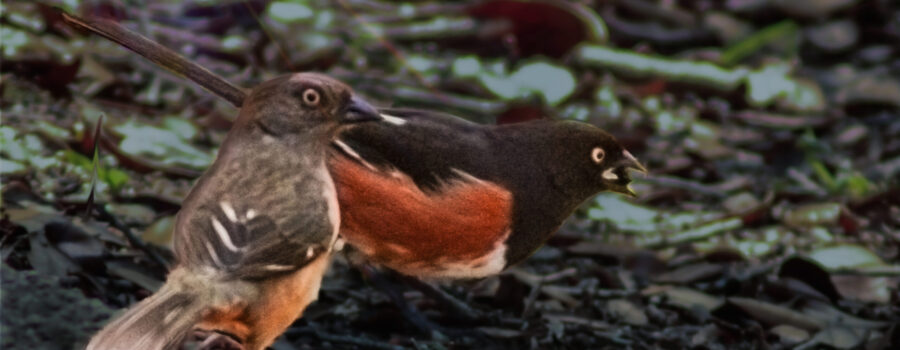 A female and male Eastern towhee stick together as they explore the grounds.
