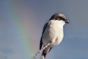 Loggerhead shrikes like to perch in the tops of trees where they can see all around them.