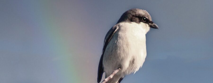 Loggerhead shrikes like to perch in the tops of trees where they can see all around them.