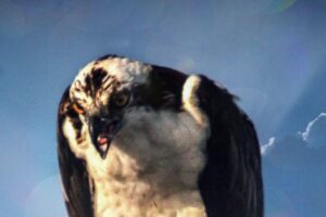 A osprey warns other birds away from the fish it has caught.