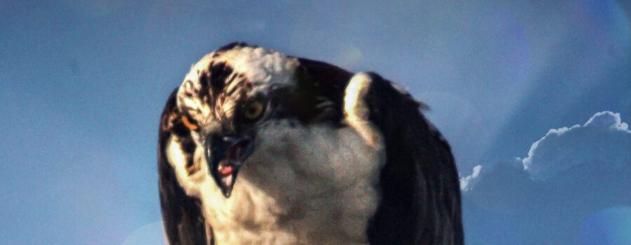 A osprey warns other birds away from the fish it has caught.