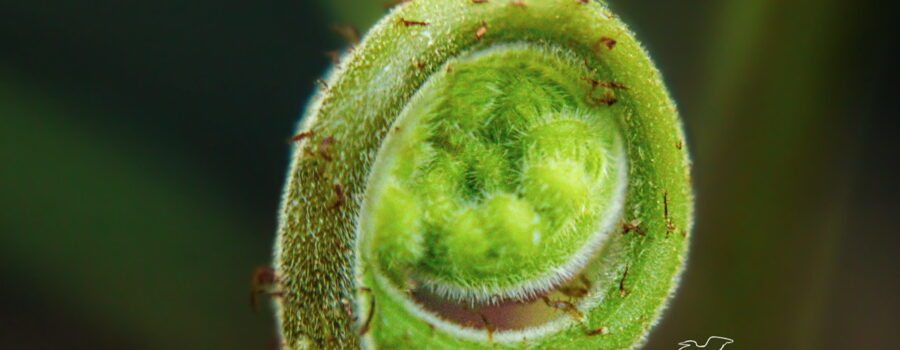 A newly emerging coil of a fern is seen in closeup emphasizing its beautiful textures and hairs.