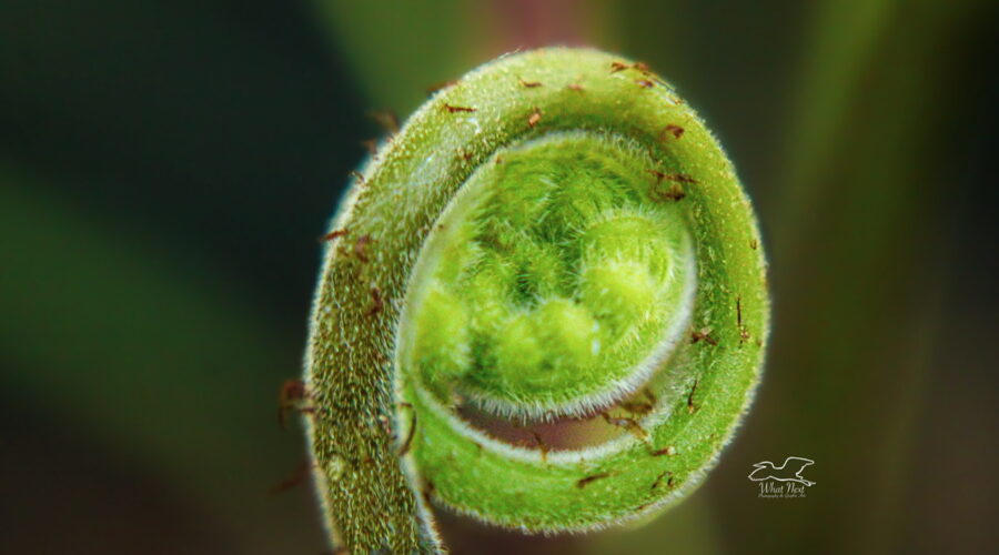 A newly emerging coil of a fern is seen in closeup emphasizing its beautiful textures and hairs.