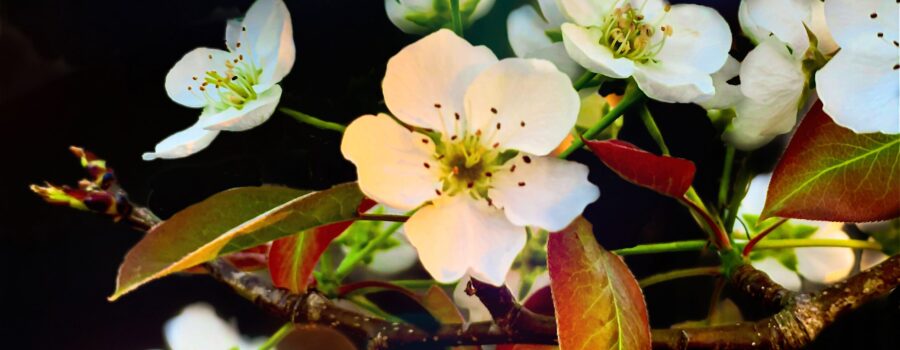 The end of the branch of an Asian pear tree is covered in beautiful white flowers.