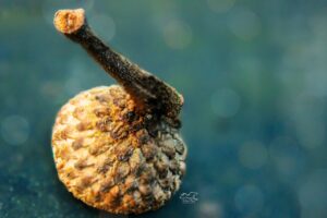 The top of an acorn without the nut is an interesting study in textures.