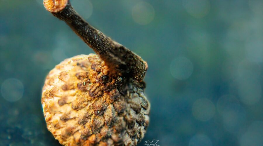 The top of an acorn without the nut is an interesting study in textures.