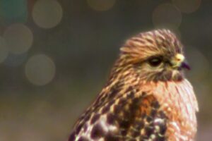 A red shouldered hawk rests peacefully on the top of a fence post.