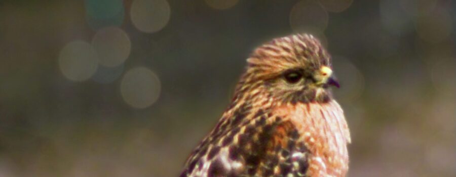 A red shouldered hawk rests peacefully on the top of a fence post.