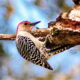 Beautiful Woodpeckers have been Hanging Around all Week