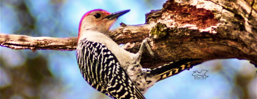 A red bellied woodpecker hangs from a tree snag while eating insects from a hole in the wood.
