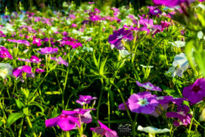 A field of blooming Drummond’s phlox is the essence of spring in north central Florida.