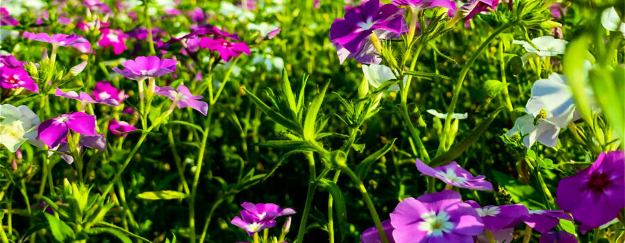 A field of blooming Drummond’s phlox is the essence of spring in north central Florida.