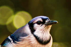 A blue jay is seen in a profile view.