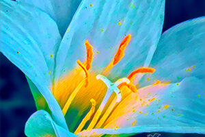 An Atamasco lilly closeup photograph has been artistically processed to produce a glowing Easter lilly.