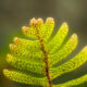 Resurrection Fern is a Colorful and Tiny Plant
