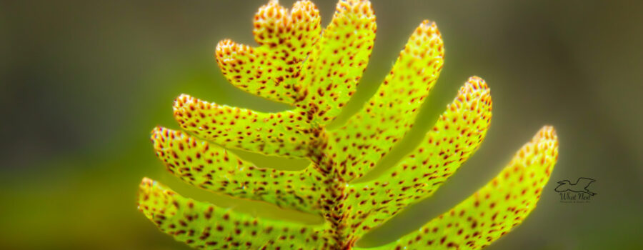 A macro photo of a single leaf of resurrection fern emphasizes its many small spores.