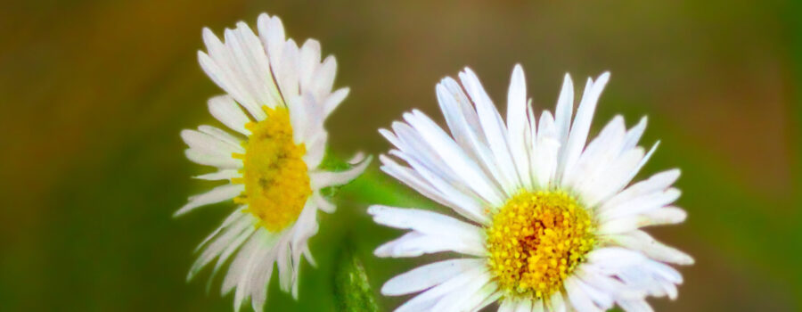 A pair of prairie fleabane blooms are just two of the many flowers and buds on this plant.