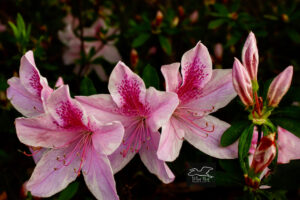 Azaleas are well known for coming in quite a few colors including this stunning pink.