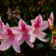 It Wouldn’t be Spring Without Colorful Azalea Flowers