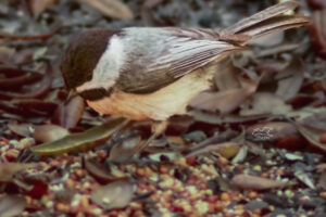 This cute little chickadee has landed in the middle of a pile of seeds and now must decides which ones to take.