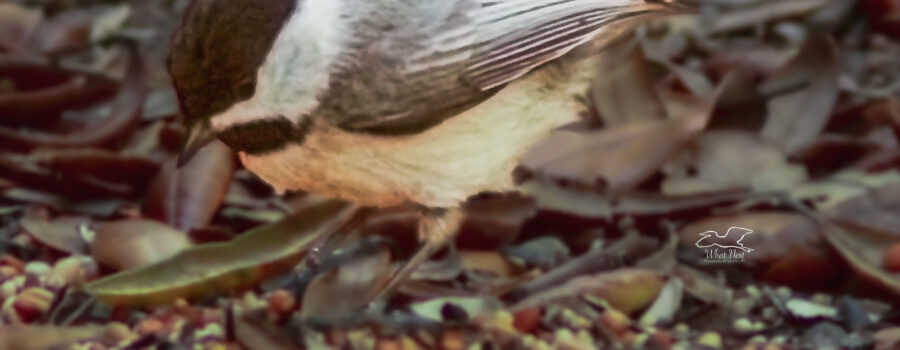 This cute little chickadee has landed in the middle of a pile of seeds and now must decides which ones to take.