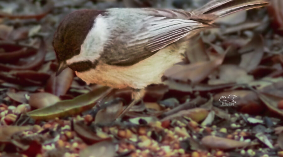 This cute little chickadee has landed in the middle of a pile of seeds and now must decides which ones to take.