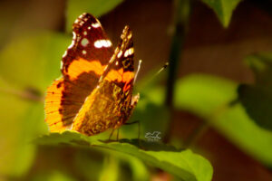 A red admiral butterfly shines in the early spring sunlight.
