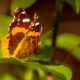 The Red Admiral is a Beautiful Brush Footed Butterfly