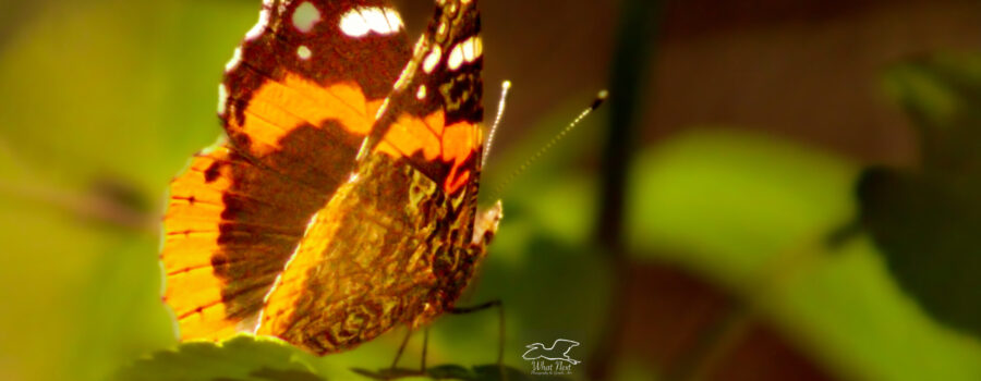 A red admiral butterfly shines in the early spring sunlight.