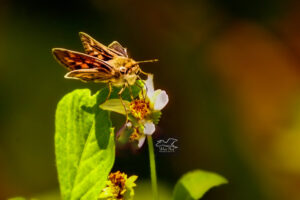 An interesting little fiery skipper has only one antenna, hence the name, Uni-skipper.