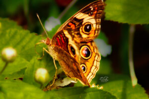 The many spots on the wings of common buckeyes help to deter predators.