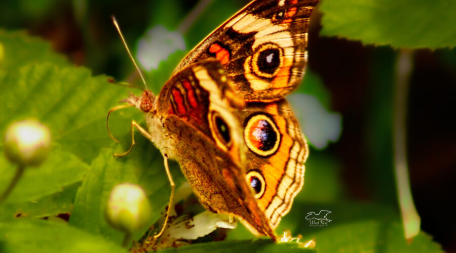 The many spots on the wings of common buckeyes help to deter predators.